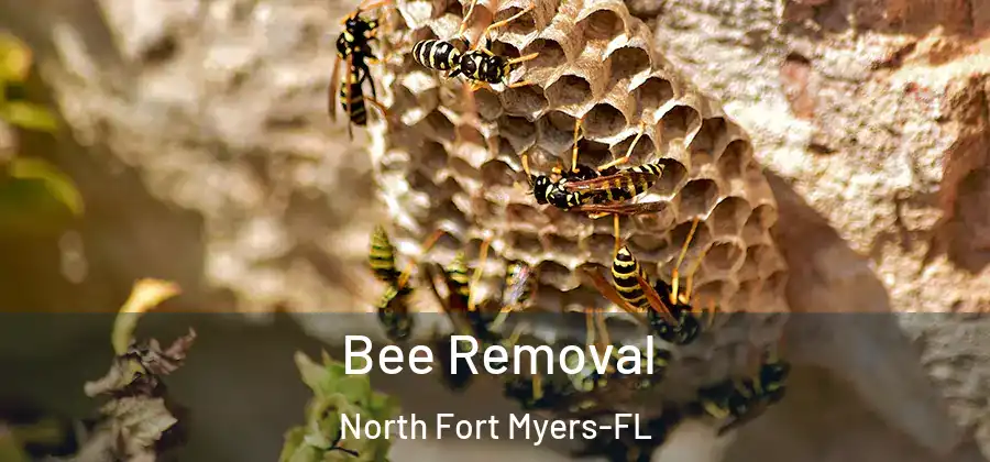 Bee Removal North Fort Myers-FL