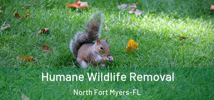 Humane Wildlife Removal North Fort Myers-FL