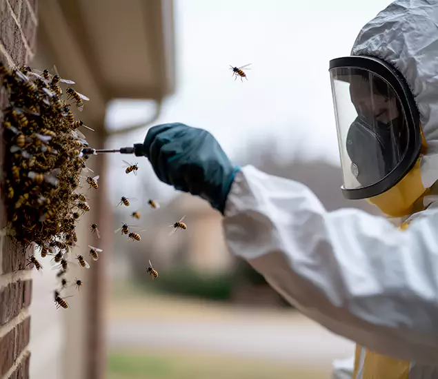 Your Bee Removal Company in North Fort Myers, FL