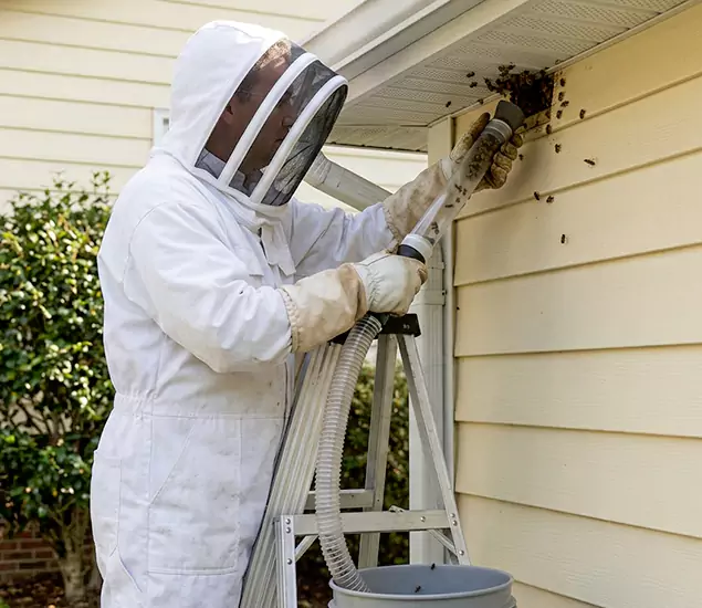 Your Affordable Bee Removal Company in North Fort Myers, FL