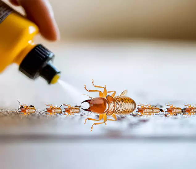 Reliable Bora Care Termite Experts in North Fort Myers, FL