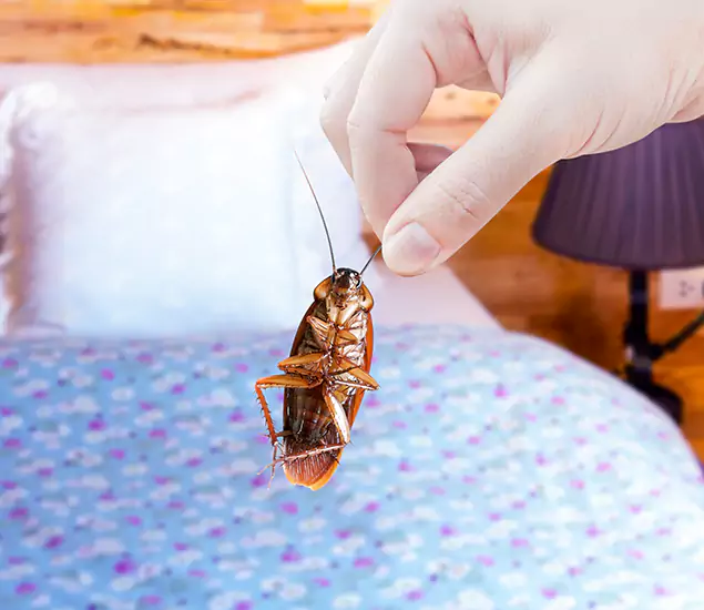 Expert Roach Control Services: Your Cockroach Pest Control in North Fort Myers, FL