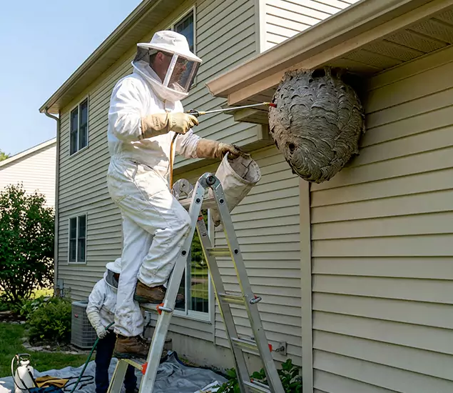 Expert Wasp Nest Removal: Your Local Wasp Nest Removal Company in North Fort Myers, FL