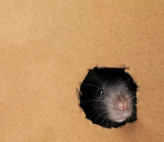 Rats in Attic Removal Experts in North Fort Myers, FL