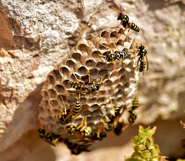 Your Best Wasp Removal Company in North Fort Myers, FL