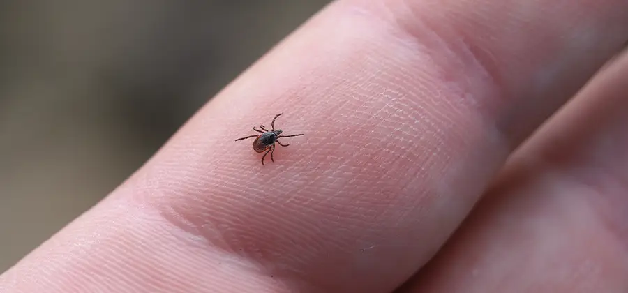 Infection Prevention for Bed Bug Bites in North Fort Myers