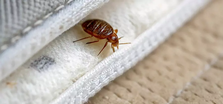 Tenting Bed Bug Fumigation in North Fort Myers