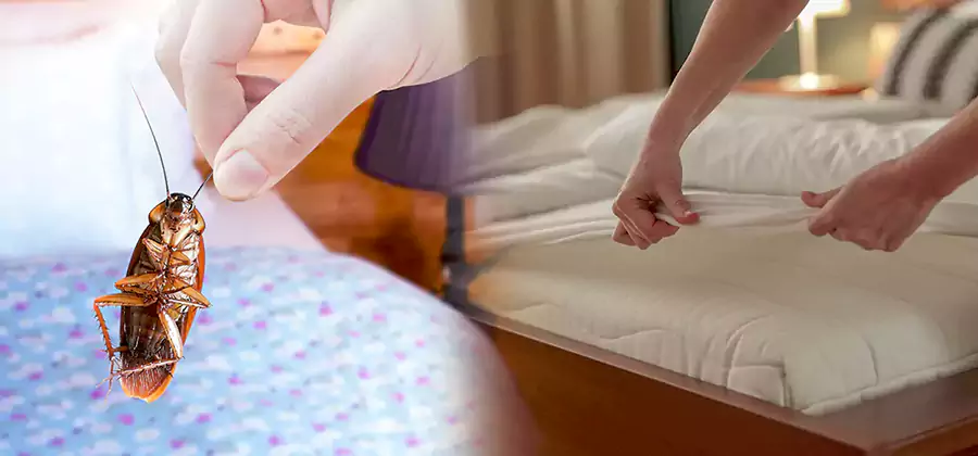 Bed Bug Home Extermination Service in North Fort Myers