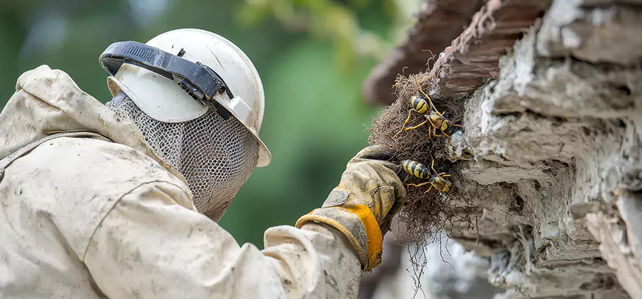 Bee and Wasp Hornet Removal in North Fort Myers