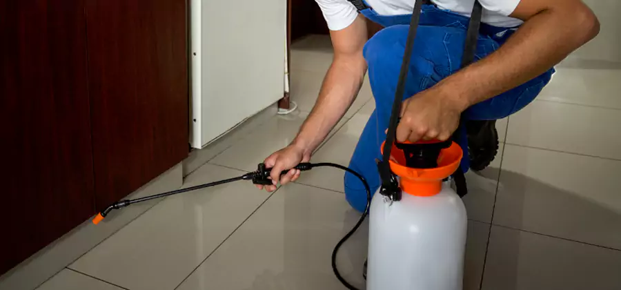 Palmetto Bug Exterminator in North Fort Myers
