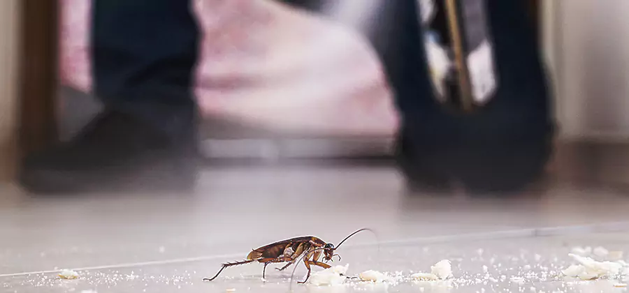 Roach House Treatment North Fort Myers
