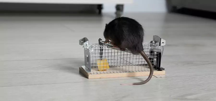 Mice in Attic Removal North Fort Myers