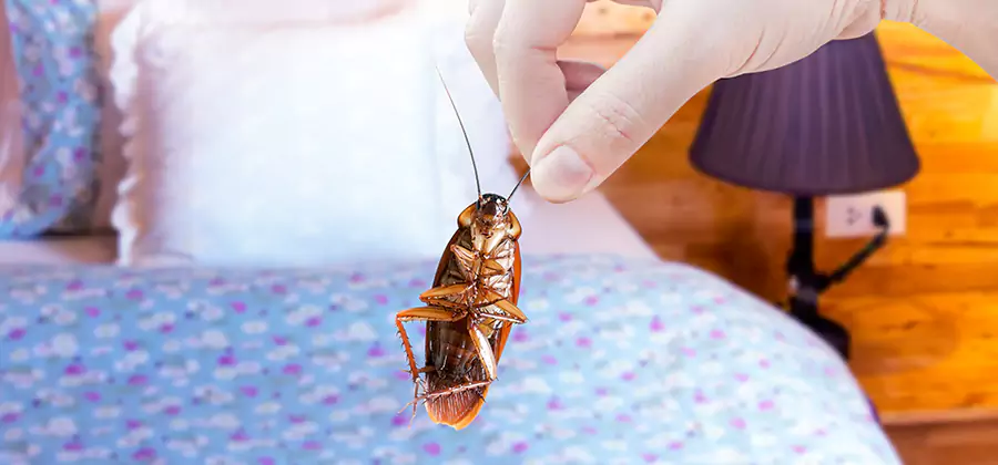 Fast Roach Elimination in North Fort Myers