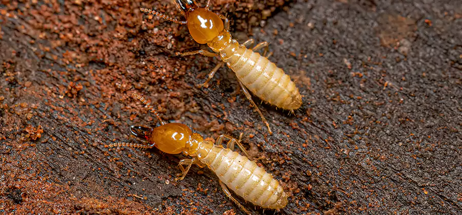 Structural Heat Termite Treatment in North Fort Myers