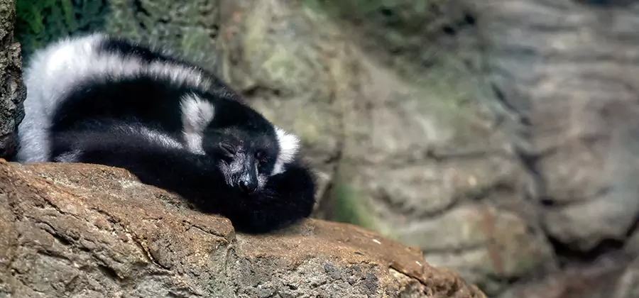 Humane Skunk Removal in North Fort Myers