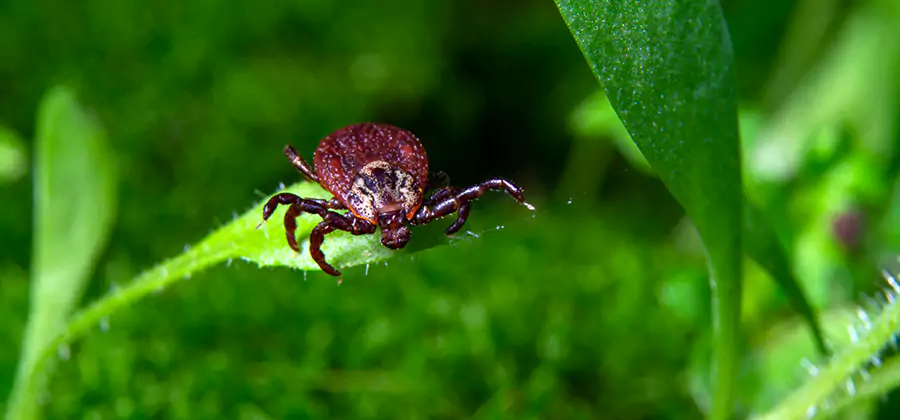 Tick Prevention for Yard in North Fort Myers