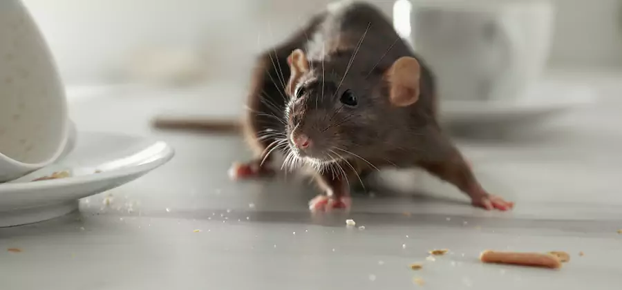 Rodent Feces Removal in North Fort Myers