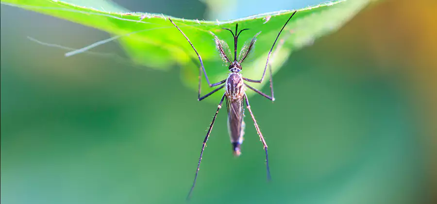 Home Defense Insect Killer in North Fort Myers