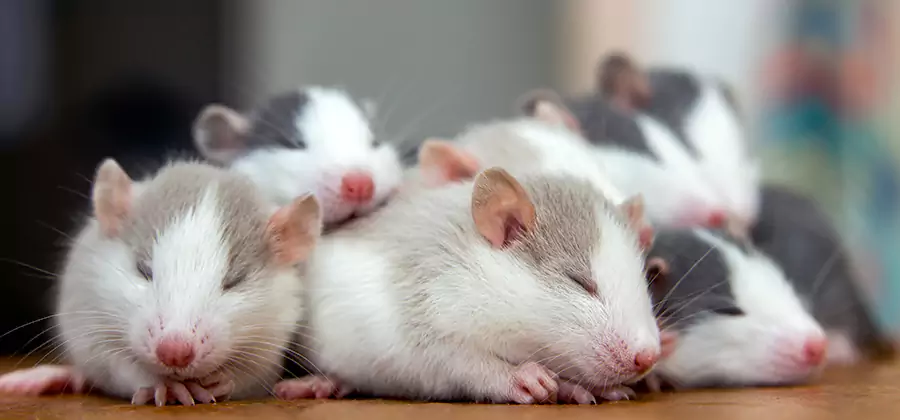 North Fort Myers Pet Safe Mice Control