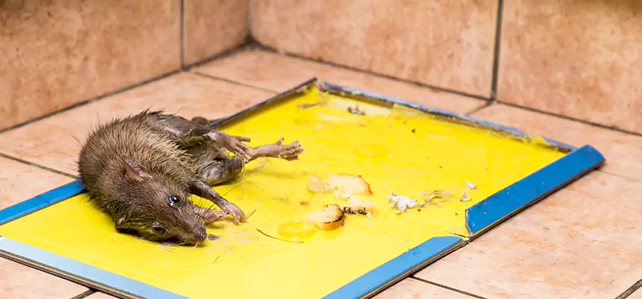 Mouse and Rat Control in North Fort Myers