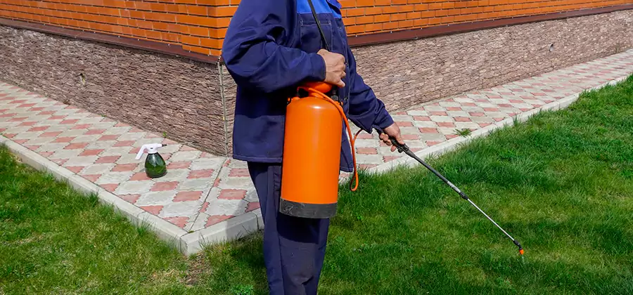 Non Toxic Termite Treatment in North Fort Myers