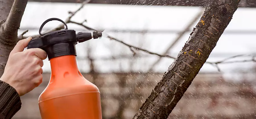 Orange Oil Structural Cavity Treatment in North Fort Myers