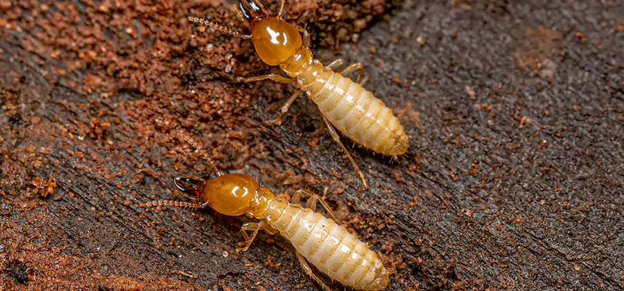 Natural Ant Hill Killer Treatment in North Fort Myers