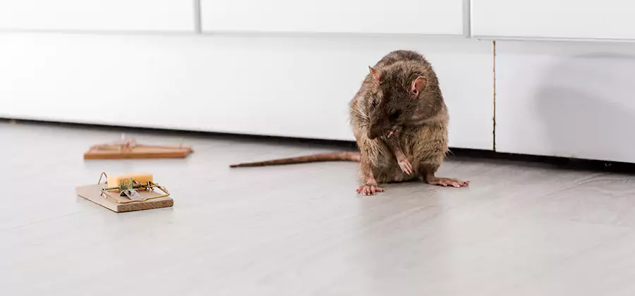 Rat Baiting Removal Service in North Fort Myers