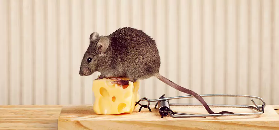Commercial Rodent Exclusion Services in North Fort Myers