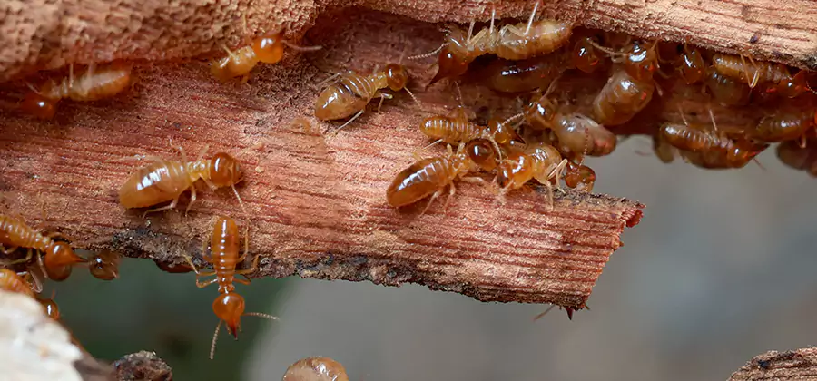 Perimeter Soil Termite Treatment in North Fort Myers