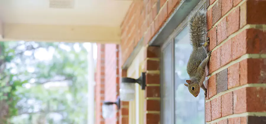 Squirrel Inside Walls Removal in North Fort Myers