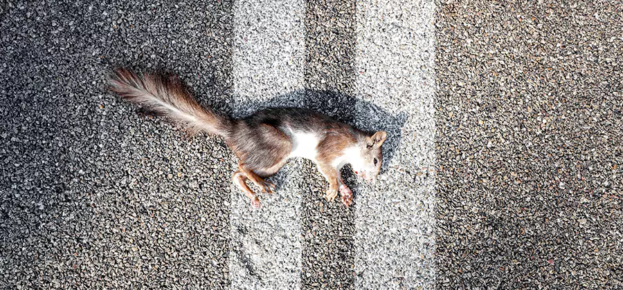 Dead Squirrel Removal in North Fort Myers