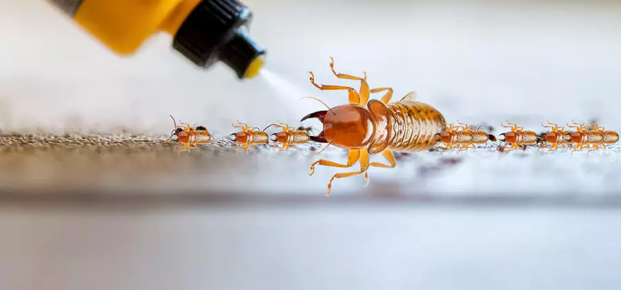 Foundation Termite Spraying Control in North Fort Myers