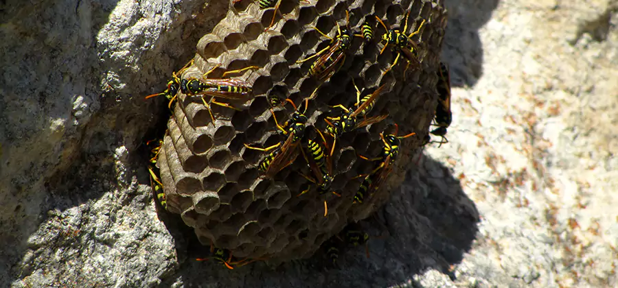 Wasp Nest in Tree Removal North Fort Myers