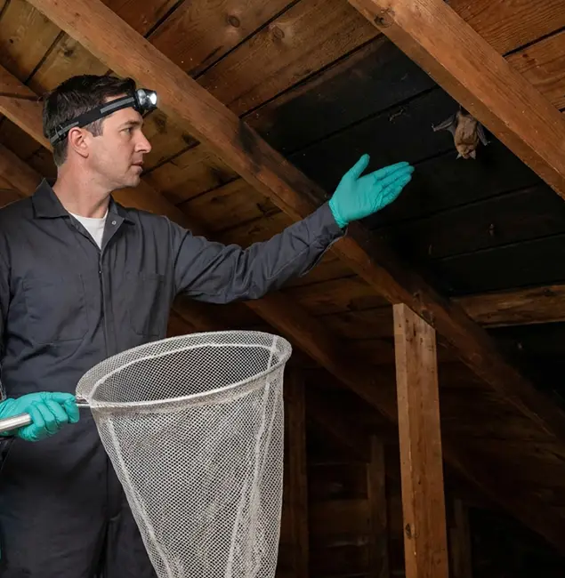 Why North Fort Myers Pest Control Pro Is the Right Choice in North Fort Myers, FL?
