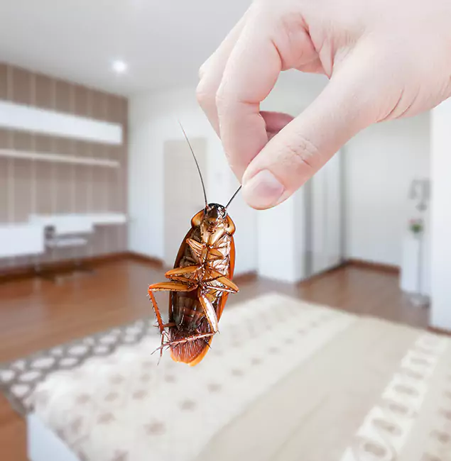 Why North Fort Myers Pest Control Pro Stand Out For Bed Bug Inspection in North Fort Myers, FL?