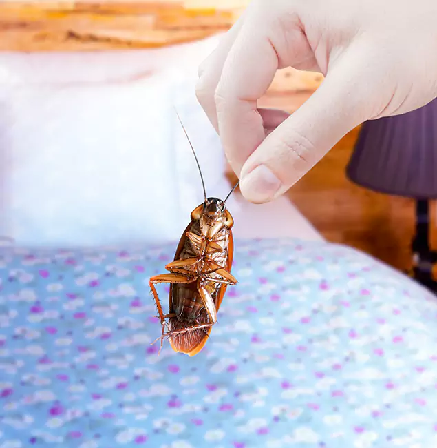 Why Choose North Fort Myers Pest Control Pro for Bed Bug Treatment in North Fort Myers, FL?