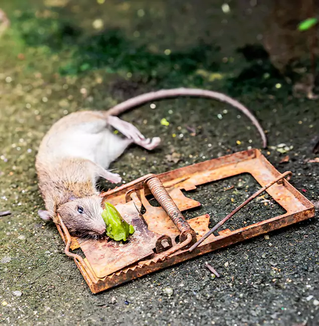 Why North Fort Myers, FL Homeowners Trust North Fort Myers Pest Control Pro for Rodent Removal?
