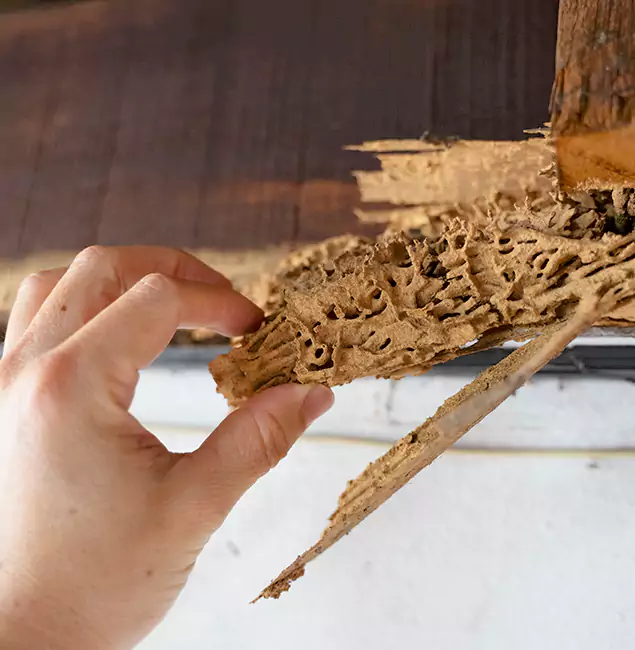 Why Choose North Fort Myers Pest Control Pro in North Fort Myers, FL?