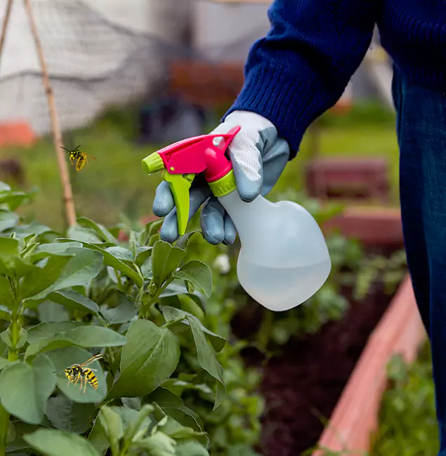 Why North Fort Myers Homeowners Choose North Fort Myers Pest Control Pro for Honey Bee Removal?