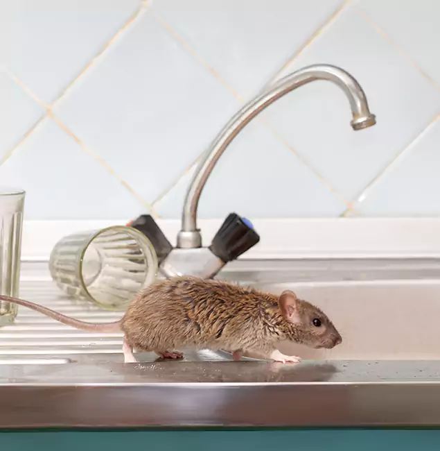 Why North Fort Myers, FL Trusts North Fort Myers Pest Control Pro for Humane Rodent Control?