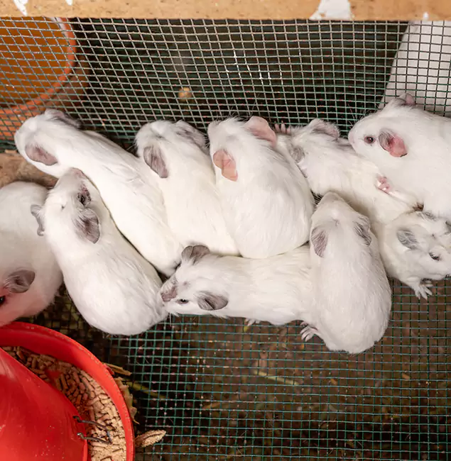 Why Choose North Fort Myers Pest Control Pro for Rat Infestation in North Fort Myers, FL?