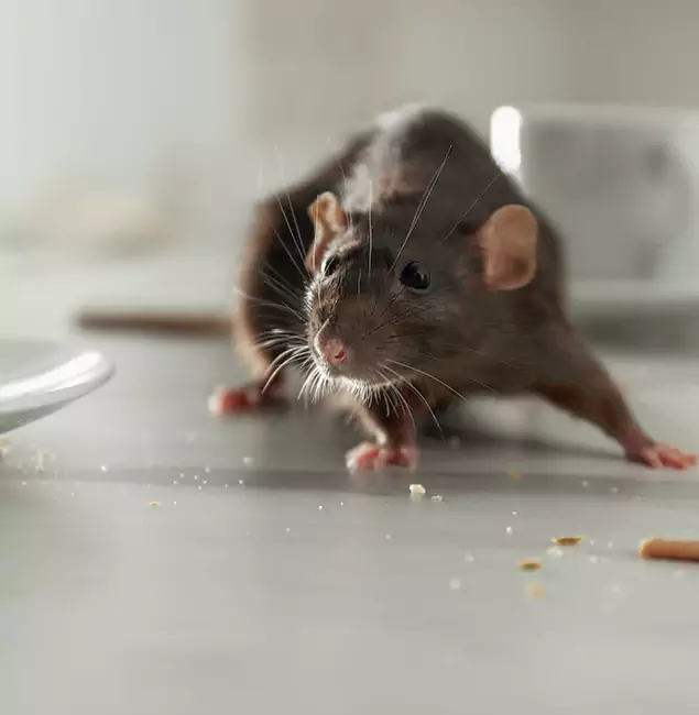 Why North Fort Myers, FL Trusts North Fort Myers Pest Control Pro for Rodent Prevention?