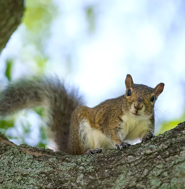 Why North Fort Myers, FL Relies on North Fort Myers Pest Control Pro for Squirrel Pest Control?