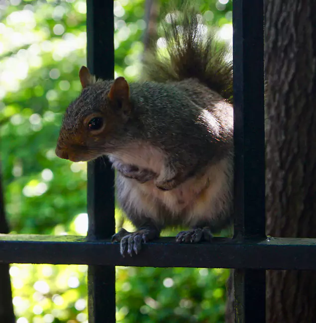 Why North Fort Myers, FL Chooses North Fort Myers Pest Control Pro for Squirrel Removal?