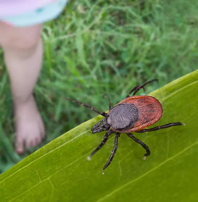 Why North Fort Myers Homeowners Choose North Fort Myers Pest Control Pro for Tick Extermination?