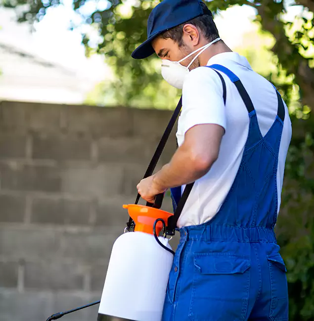 Why North Fort Myers Pest Control Pro Is the Right Choice for Yellow Jacket Removal in North Fort Myers, FL?
