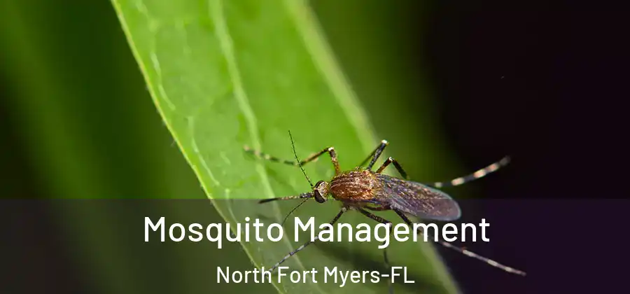 Mosquito Management North Fort Myers-FL