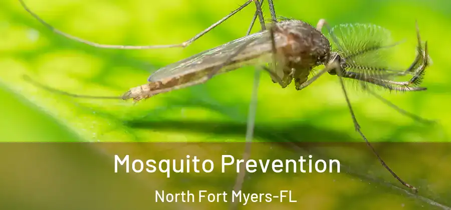 Mosquito Prevention North Fort Myers-FL