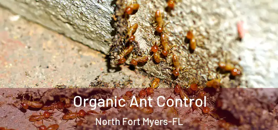 Organic Ant Control North Fort Myers-FL
